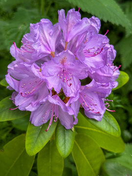 Purple rhododendron flower blooming on shrub in garden