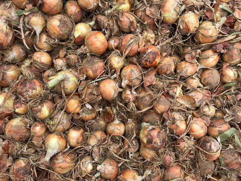 Freshly harvested yellow onions piled together, showing natural papery skins, roots, earthy textures, and varied colors. Ideal for agriculture, food, farming, and produce concepts.