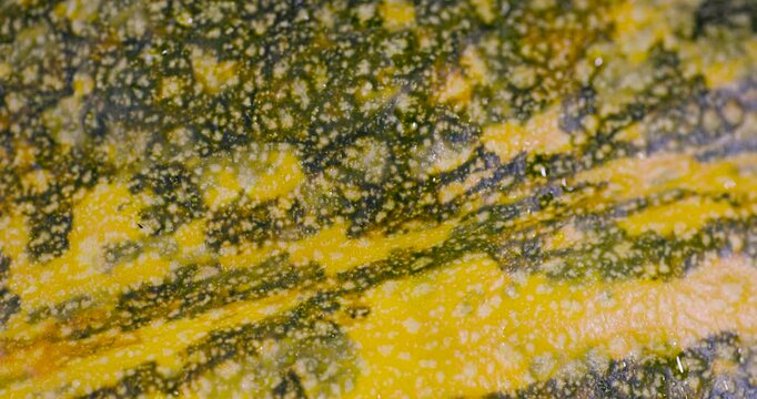 Yellow-dark green pumpkin surface close-up, natural pattern of ripe pumpkin peel 