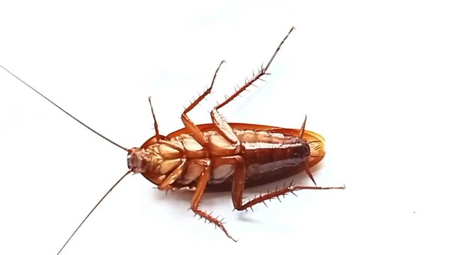 Upside down cockroach struggling to turn over on the white background.