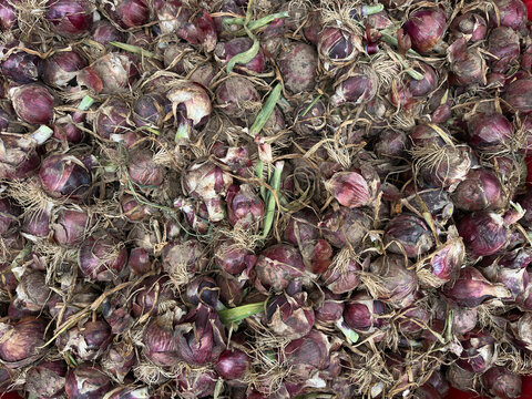Freshly harvested red onions piled together, showing natural papery skins, roots, earthy textures, and varied colors. Ideal for agriculture, food, farming, and produce concepts.