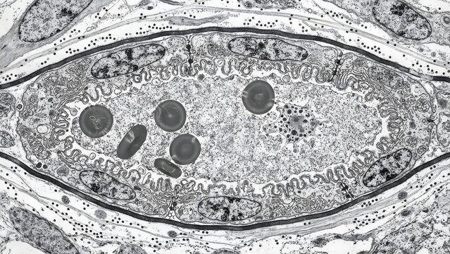 Transmission electron micrograph showing cross-section of a blood capillary with red blood cells and endothelial cells.