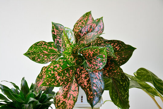 Indoor tropical plant arrangement featuring colorful spotted leaves for home decoration