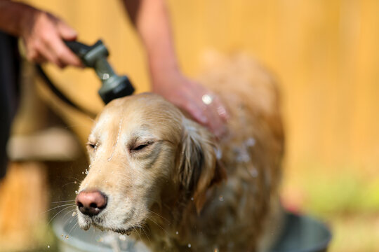 A golden retriever enjoys a refreshing bath outdoors as water sprays from a hose, capturing a joyful moment of pet care and summer cleanliness in natural sunlight.