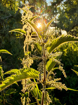 Stinging nettle plant backlit with glowing sunburst in Schleswig-Holstein