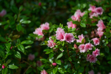 Fototapeta premium Pink azalea flowers blooming among glossy green foliage in sunlight