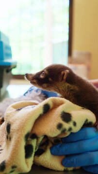 Veterinarian holding cute baby coati wrapped in a blanket