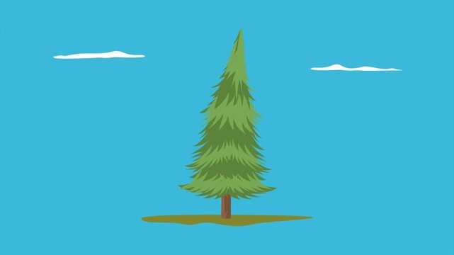 Tall pine tree in nature landscape. Tree concept. Full length Icon animation illustration. High quality&nbsp;4k&nbsp;footage