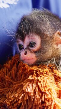 Adorable baby spider monkey resting comfortably
