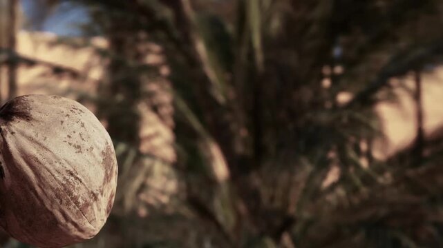 A round nut is hanging from a tree branch in a sunny environment. The background features green leaves and sunlight filtering through. The scene shows natural growth.