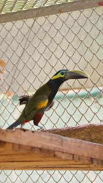 Colorful many-banded aracari toucan perching in captivity