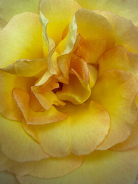 Yellow rose flower petals closeup in Schleswig-Holstein Germany