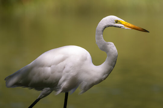 Great egret in partial shadow walking on the lakeshore.