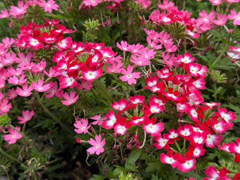 Pink and red verbena flowers blooming in Schleswig-Holstein