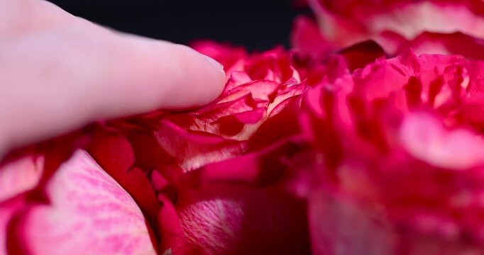 Bright red rose blossom petals pattern, open domestic rose plant flower head with soft textures standing inside dark room