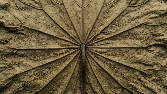 Close-up of a dried lotus leaf showing intricate veins and texture