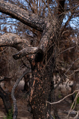 Fototapeta premium Forest Landscape Recovering After a Severe Wildfire. Burned Trees and Forest Damage After a Wildfire. Fire Damaged Forest with Charred Trees After Wildfire.