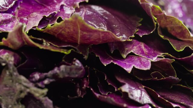 The farmer is holding a bunch of fresh pink purple basil. Vitamins and greens in the food concept, kitchen, cooking pesto