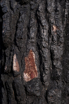 Burned Pine Tree Trunk Texture After a Forest Wildfire. Close Up of Fire Damaged Pine Tree Bark Texture. Charred Pine Tree Bark Damaged by Wildfire.