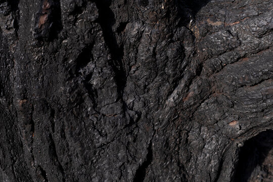 Burned Pine Tree Trunk Texture After a Forest Wildfire. Close Up of Fire Damaged Pine Tree Bark Texture. Charred Pine Tree Bark Damaged by Wildfire.