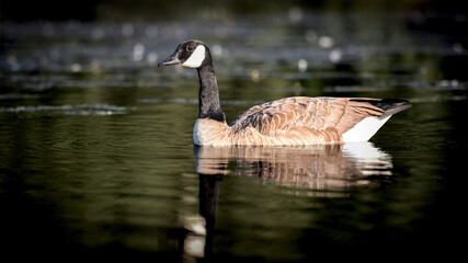 Female goose floating in a lake © Jonathan