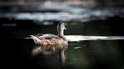 Fototapeta premium Female mallard duck swimming in a lake