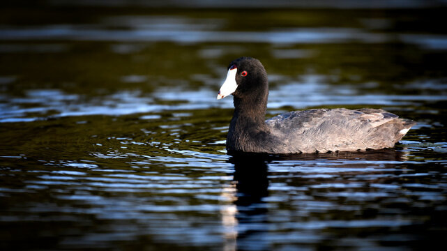 American coot duck swimming in a lake