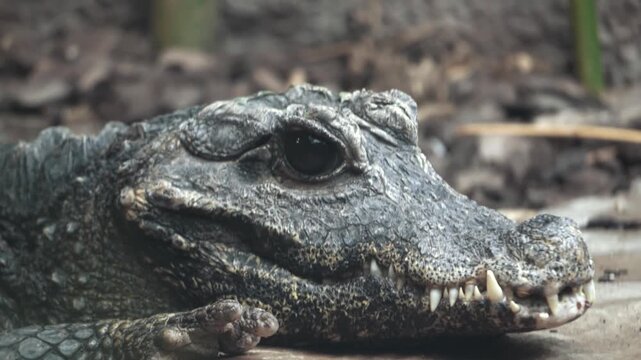 Crocodile and Juvenile Alligator Resting Close-Up