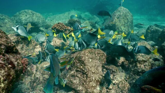 Yellowtail tang and parrotfish swimming at reef