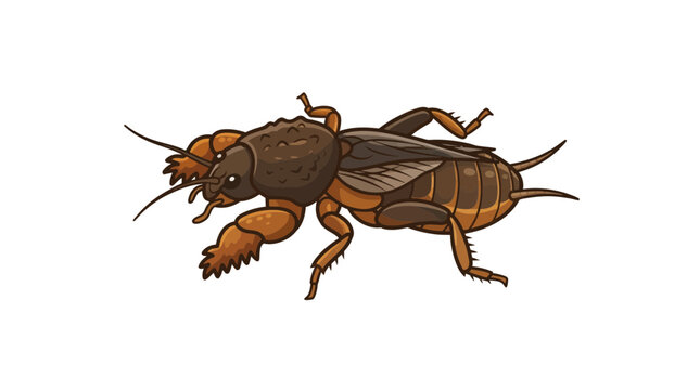 Mole Cricket Vector Illustration of Underground Garden Pest