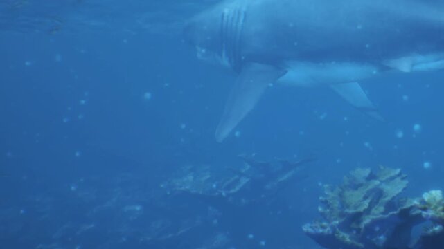 A large shark moves through clear blue water while a coral reef is visible below. Sunlight filters down, creating a serene underwater scene. This is an underwater encounter with marine life.