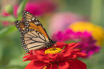 Naklejka premium Close-up of Monarch Butterfly (Danaus Plexippus) feeding on red zinnia flower in beautiful summer garden.
