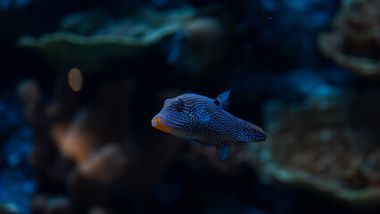 Pequeño pez tropical azul con rayas y puntos luminosos © BetoValenzuela