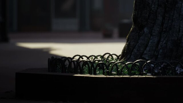 Sunlight falls on the base of a tree in an urban setting. A circular planter surrounds the tree with green plants. The scene is quiet and shows a typical day in the morning.