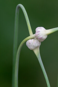 Long garlic scapes intertwined as love. The two edible, long, deep green, tender stems of the basal parts are the whole of the peduncle.  The green stems are from the growth of a garlic bulb. 