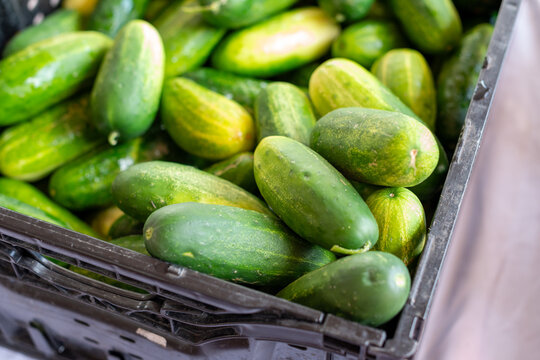 A bin of edible mini cucumbers for sale at a market. The slender, cylindrical, deep green vegetable has a thin-textured skin on the outside. The mini snack cucumbers are ripe and fresh. 