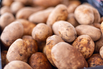 Fototapeta premium Multiple white, medium-sized tuber potatoes on a stainless-steel table in a kitchen. The root vegetables have been cleaned for baking. The long, tubular potatoes are edible and have a thin, tan skin. 