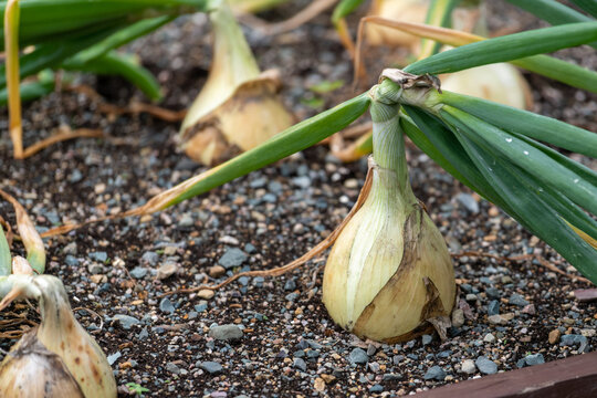 Raw white onions with long, thick green stalks attached to the bulb. The bottom of the onions has long, thin, dried roots. The bulbs have pure white papery skin, sweet, and mild white flesh.