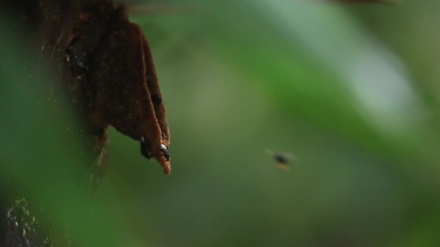 Close-up footage of decaying organic matter with small flying insects moving around against a lush green tropical background, illustrating natural decomposition, nutrient cycling, biodiversity, and ec