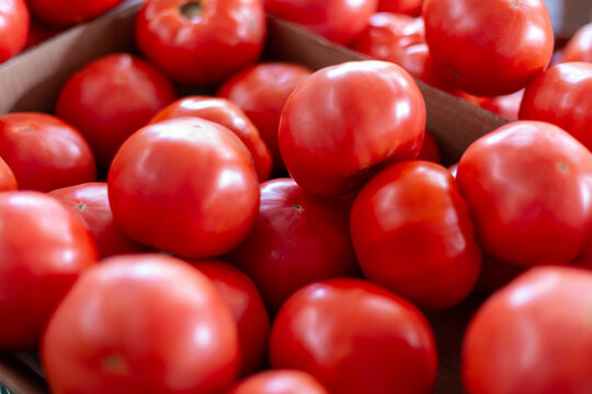 A harvest of large fresh organic tomatoes stockpiled in a crop bunch for sale at a farmers' market.The raw tomatoes are stacked, exposing the bright red color of the vegetables with smooth shiny skin.