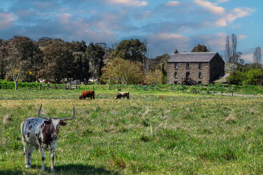 Bluestone Farmhouse Green Paddock With Cattle