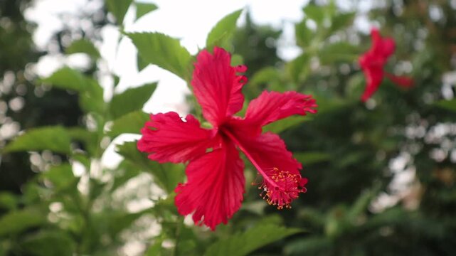 Hibiscus rosa-sinensis L. This popular ornamental plant is native to East Asia and belongs to the cotton family or Malvaceae.