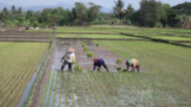 Blurred and defocused image of farmers planting rice in a paddy field