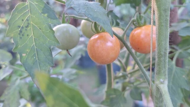 Close up of ripening cherry tomatoes (Solanum lycopersicum) growing on vine branch with green leaves in organic home garden during sunny morning