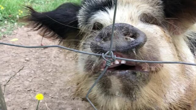 Adorable black and white kune kune pig from New Zealand enjoying a meal behind a wire fence, showcasing its expressive face and snout in a detailed close-up shot on a farm