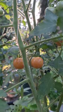 Ripening cherry tomatoes (Solanum lycopersicum) hanging on green vine in garden with lens flare sunlight in morning