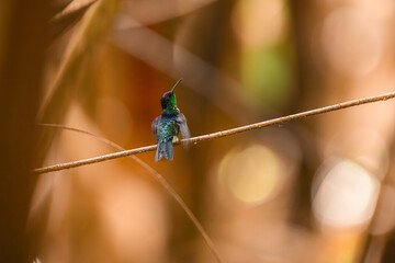 Naklejka premium Hummingbird perched on branch looking up into golden bokeh