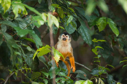 Squirrel monkey looking at camera in amazon rainforest