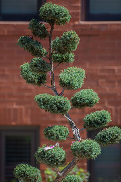 Decorative topiary tree. Shaped topiary garden. Ornamental topiary design. Artistic topiary landscaping.