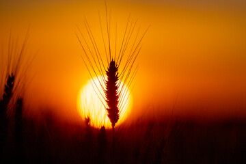 Fototapeta premium Wheat silhouette at sunset. Wheat ear against sun. Golden wheat field background. Backlit wheat with awn.
